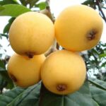 Loquat