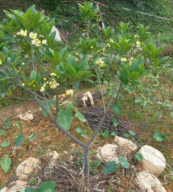 Mountain Loquat (木竹果) - Image 3