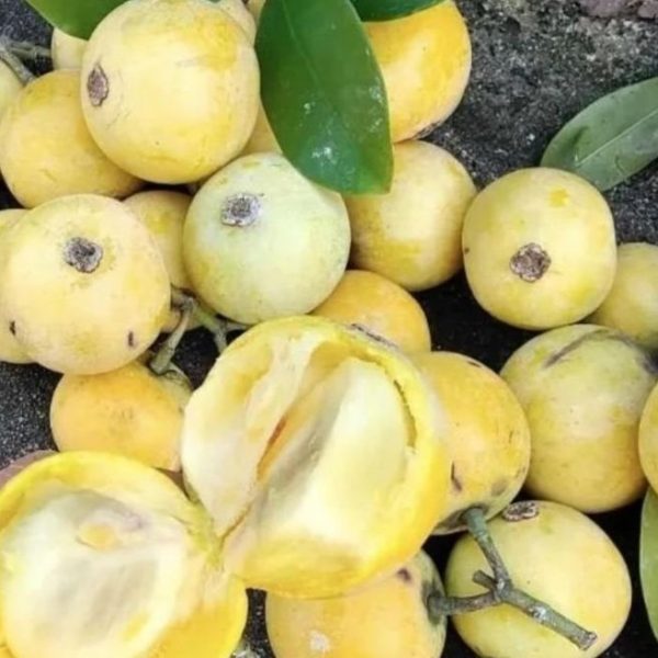 Mountain Loquat (木竹果) - Image 2