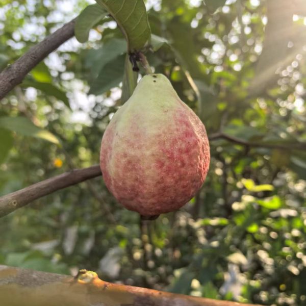Honey Seven Guava (蜜七番石榴)
