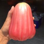 Wax Apple