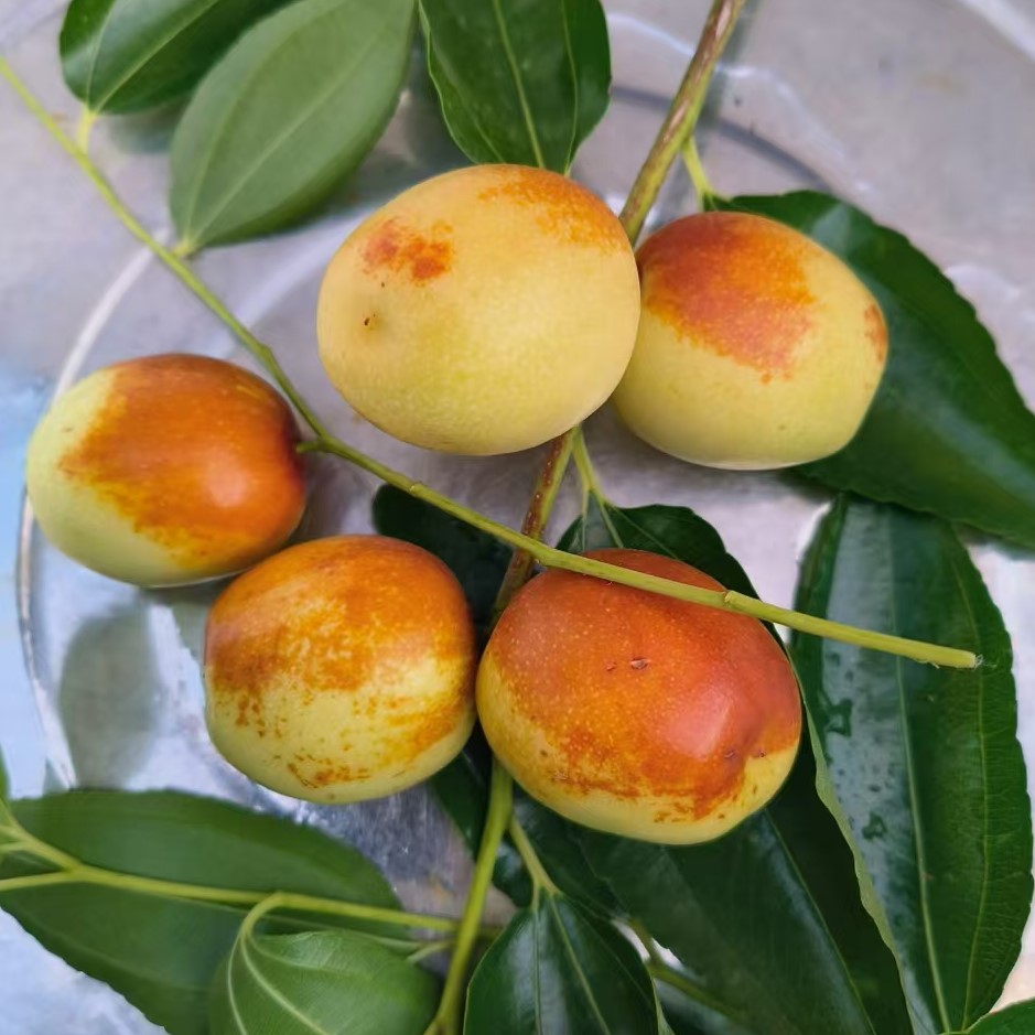 Bingtang Crisp Jujube Tree (冰糖脆枣) - Image 2