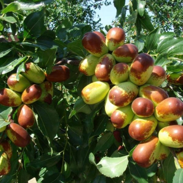 Jun Jujube (骏枣)