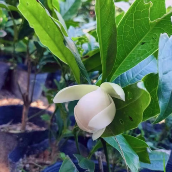 Magnolia coco (Lour.) DC. (夜香木兰) - Image 2