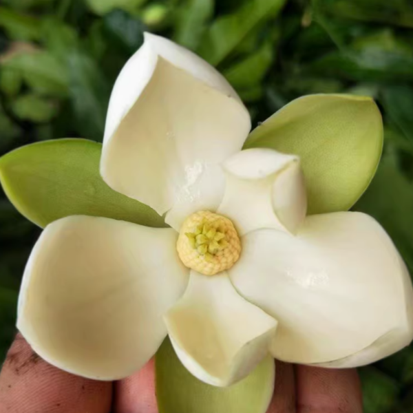 Magnolia coco (Lour.) DC. (夜香木兰)