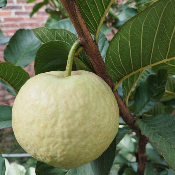 Red Ruby Guava (红宝石番石榴)