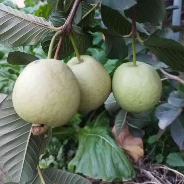 Red Ruby Guava (红宝石番石榴) - Image 2