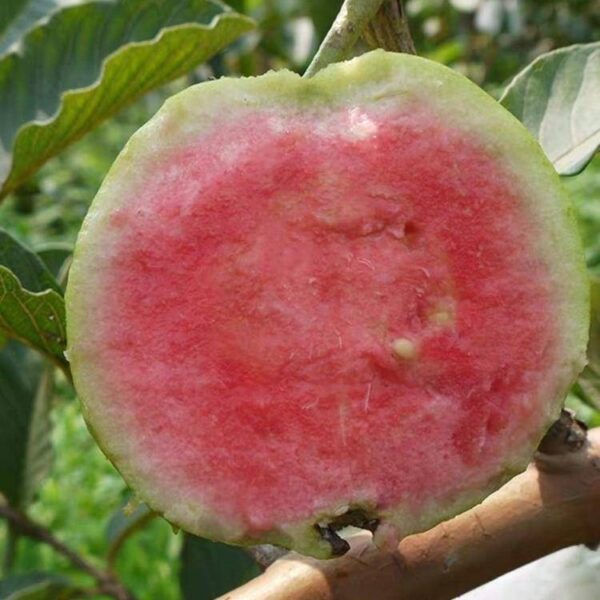 Red Ruby Guava (红宝石番石榴) - Image 3