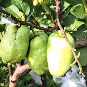 Jade Guava (翠玉番石榴)