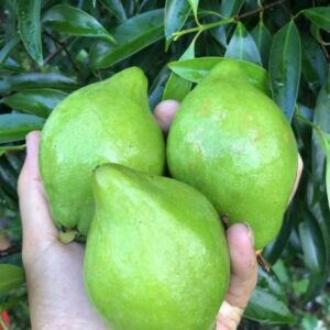 Golden Mangosteen (金山竹)