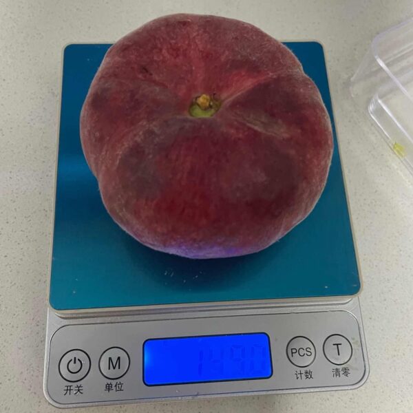 C-25 Blood Flat Peach (C-25血蟠桃) - Image 2