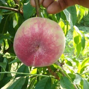 C-26 Blood Flat Peach (C-26血蟠桃)