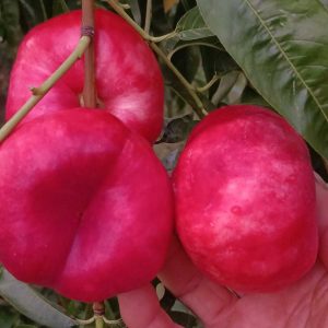 NJD-3-17 Red-Flesh Flat Nectarine (NJD-3-17红油蟠)