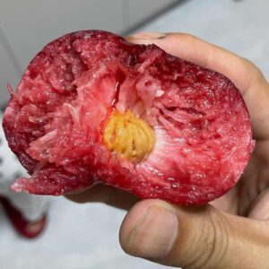 C-25 Blood Flat Peach (C-25血蟠桃)