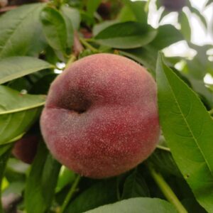 C25 Crystal Blood Flat Peach (C25水晶血蟠桃)
