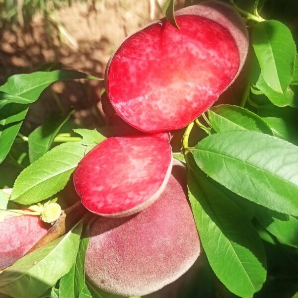 C25 Crystal Blood Flat Peach (C25水晶血蟠桃) - Image 3
