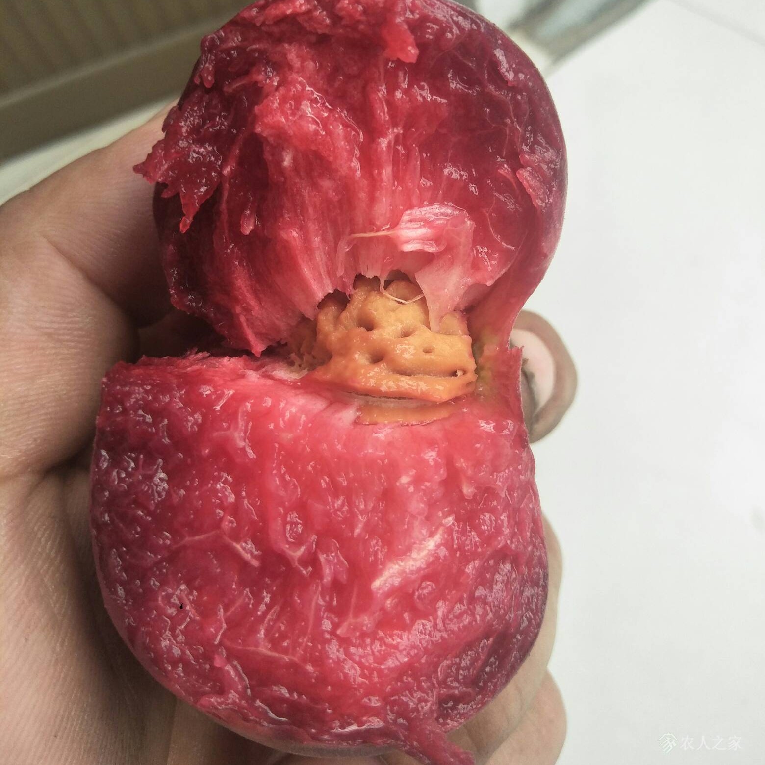 C-25 Blood Flat Peach Tree (C-25血蟠桃) - Image 6