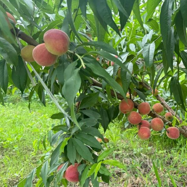 Tainung No. 2 Honey Peach (台农2号水蜜桃)