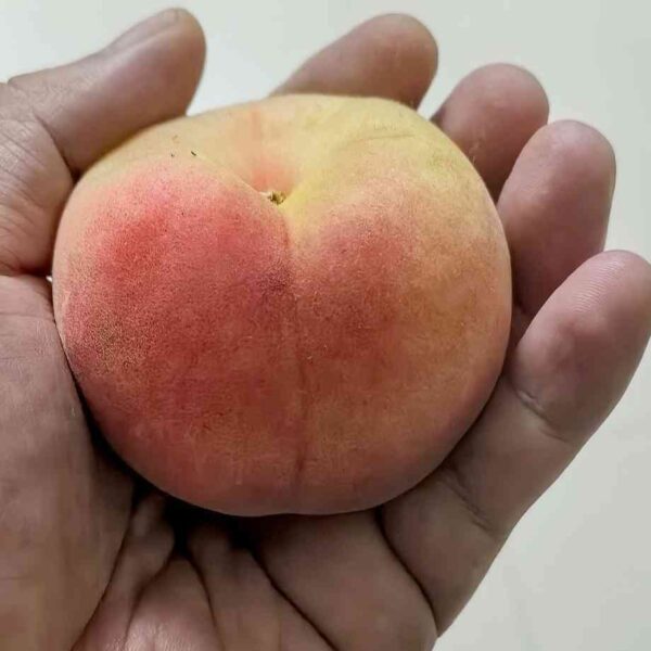 Tainung No. 3 Honey Peach (台农3号水蜜桃) - Image 3