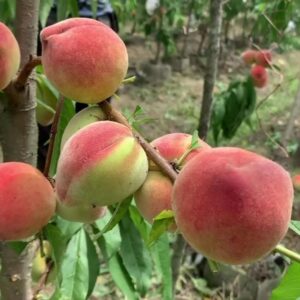 Tainung No. 3 Honey Peach (台农3号水蜜桃)