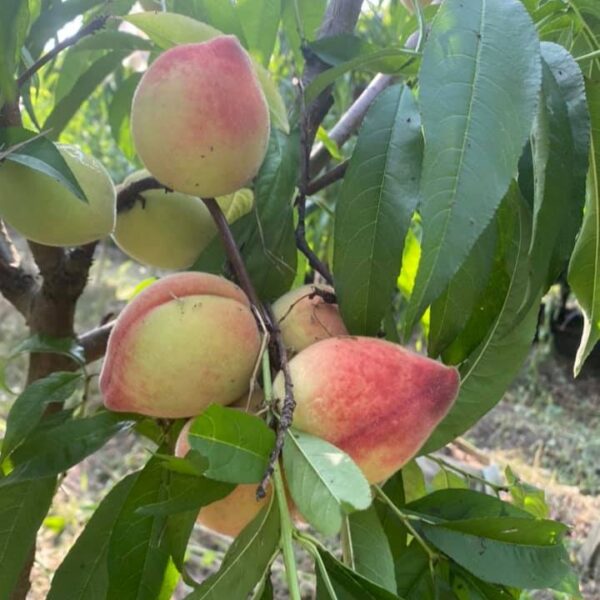 Tainung No. 3 Honey Peach (台农3号水蜜桃) - Image 2