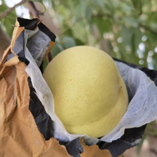 Okayama Winter Peach (冈山冬桃)