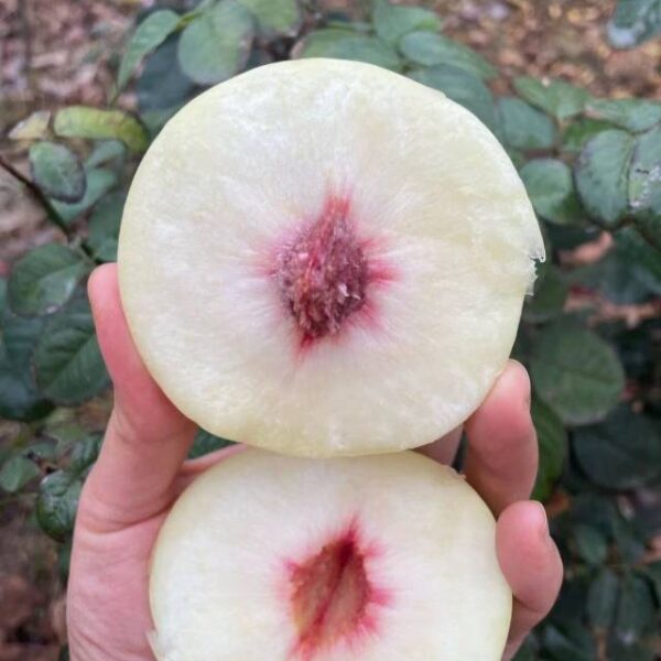Okayama Winter Peach (冈山冬桃) - Image 3
