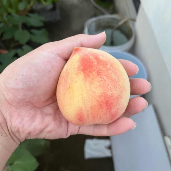 Hujing Honeydew Honey Peach (湖景蜜露水蜜桃) - Image 4