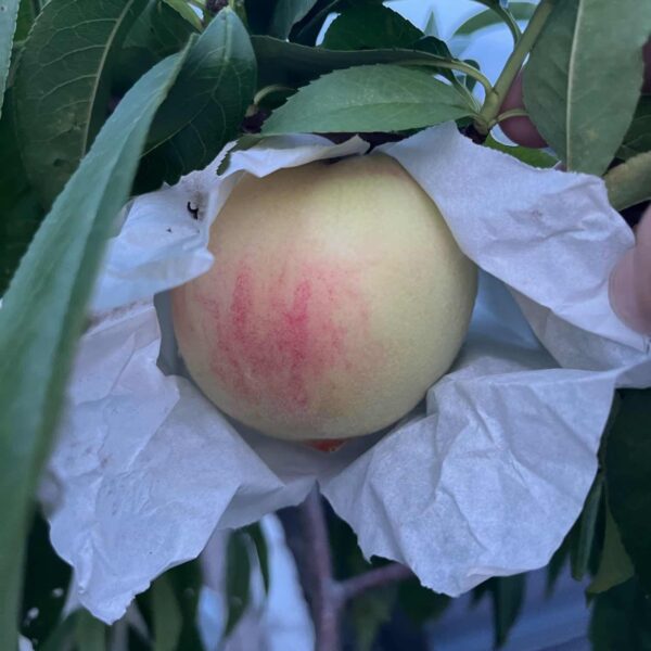 Hujing Honeydew Honey Peach (湖景蜜露水蜜桃) - Image 2