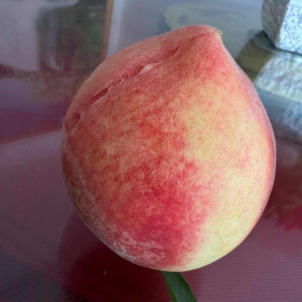 Hujing Honeydew Honey Peach (湖景蜜露水蜜桃) - Image 3