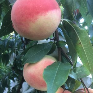 Hujing Honeydew Honey Peach (湖景蜜露水蜜桃)