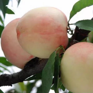 Hujing Honeydew Honey Peach (湖景蜜露/中湖景水蜜桃)