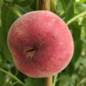 NUD-3-17 Red-Flesh Flat Nectarine (NUD-3-17红油蟠)