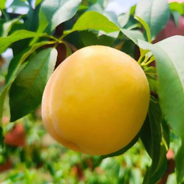 Zhongtao Jintian Yellow Peach (中桃金甜黄桃) - Image 2