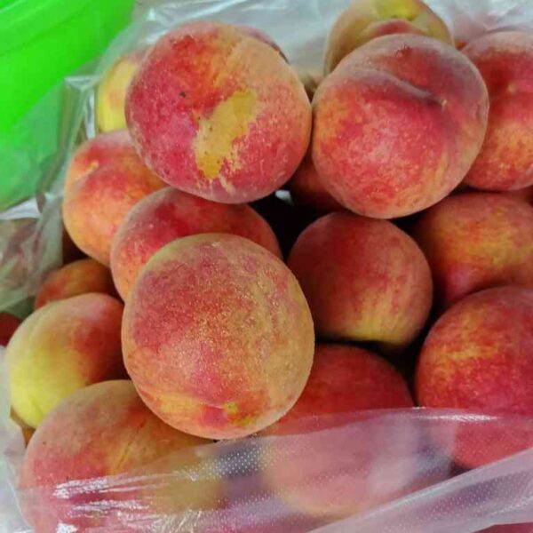 Zhongtao Jintian Yellow Peach (中桃金甜黄桃)