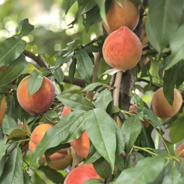 Jinchun Yellow Peach (锦春黄桃) - Image 2