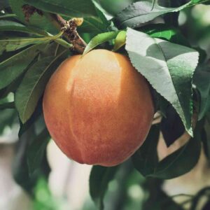 Jinchun Yellow Peach (锦春黄桃)