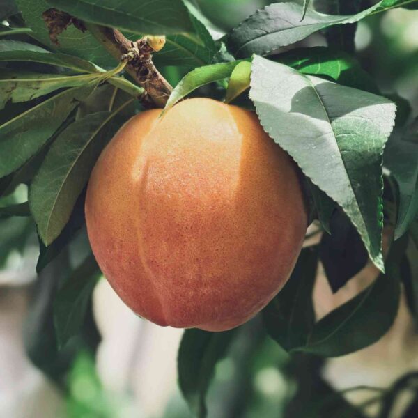 Jinchun Yellow Peach (锦春黄桃)