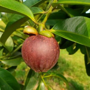 Mesta Mangosteen (马斯特山竹)