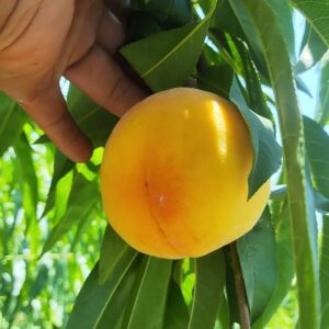 Nichikawa Yellow Honey Peach (黄日川水蜜桃)