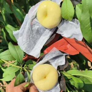 Flat Nectarine No. 36-3 (油蟠桃36-3)