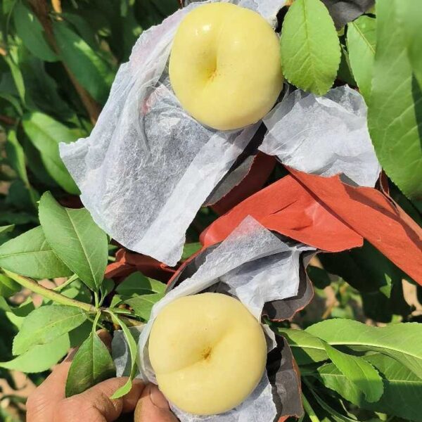 Flat Nectarine No. 36-3 (油蟠桃36-3)