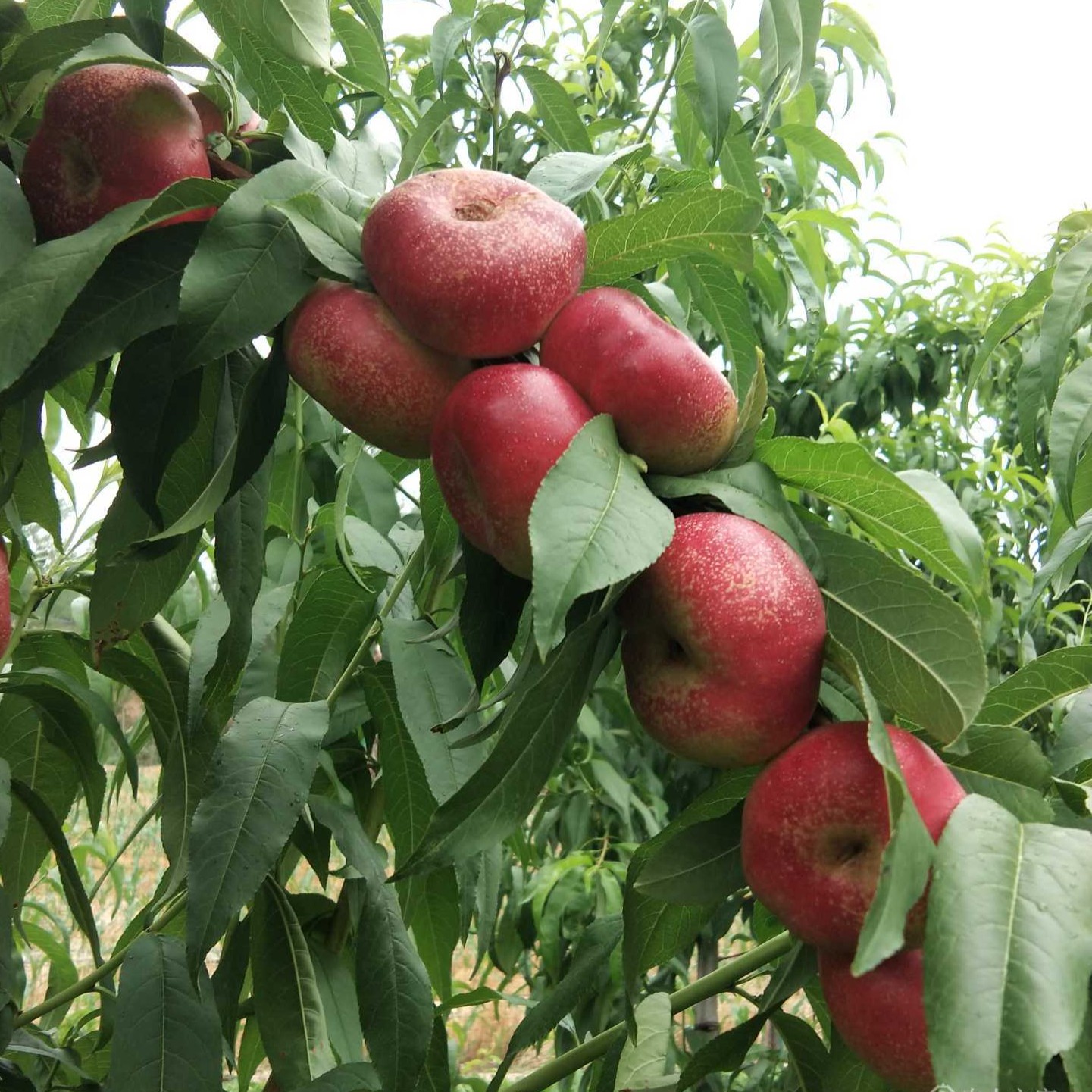 Flat Nectarine No. 36-3 (油蟠桃36-3)