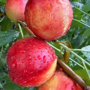 N-050 Yellow Nectarine (N-050黄油桃)
