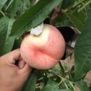 Zhongtao No. 5 Peach (中桃5号桃)