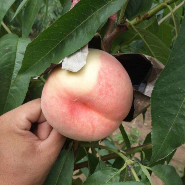 Zhongtao No. 5 Peach (中桃5号桃)
