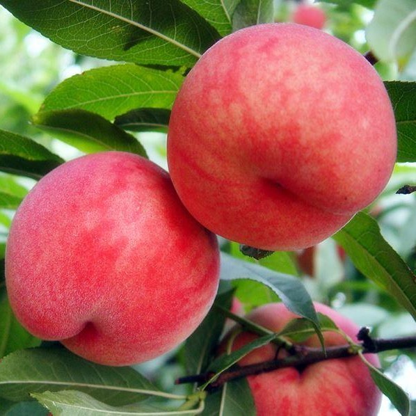 Zhongtao No. 5 Peach (中桃5号桃) - Image 2