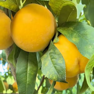 Zhongtao Jinyu No.2 Peach (中桃金玉2号桃)