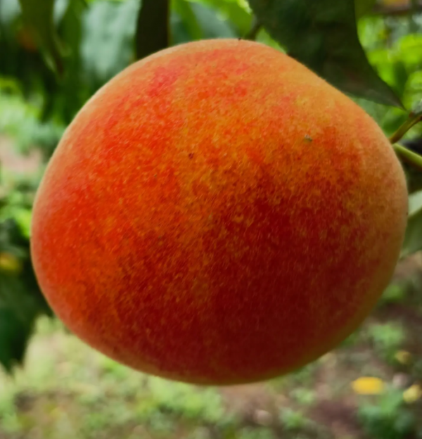 Zhongtao Jinmei Peach (中桃金美桃) - Image 2