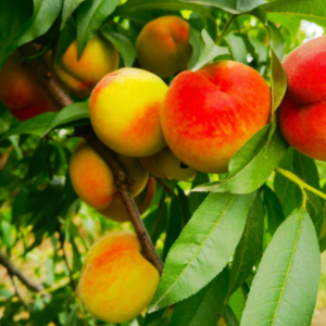 Zhongtao Jinmei Peach (中桃金美桃)